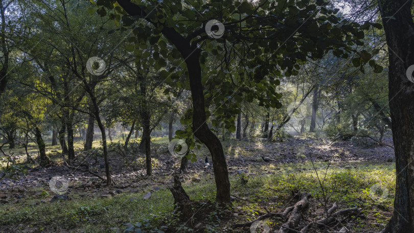 Скачать В джунглях растут пышные раскидистые деревья. фотосток Ozero