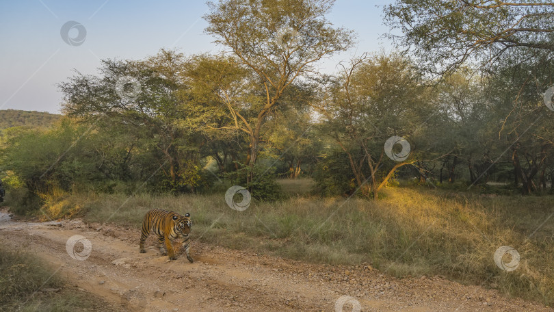 Скачать Взрослый дикий бенгальский тигр прогуливается по грунтовой дороге фотосток Ozero