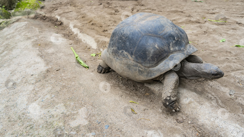 Скачать Гигантская черепаха Aldabrachelys gigantea прогуливается по грунтовой дорожке. фотосток Ozero