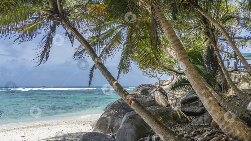Скачать Пальмы склоняются над тропическим пляжем. фотосток Ozero