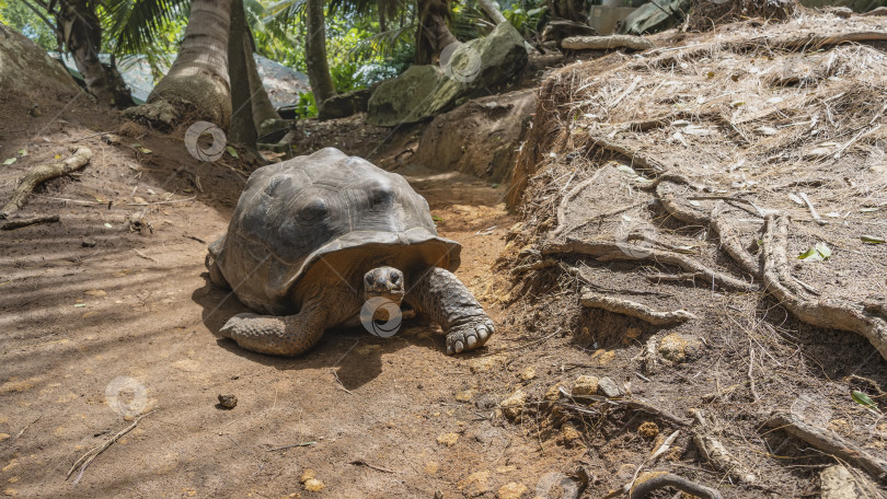 Скачать Гигантская черепаха Aldabrachelys gigantea прогуливается по грунтовой дорожке. фотосток Ozero