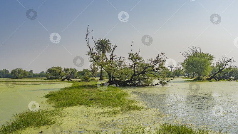 Скачать Озера в болотистой местности, покрытые ряской. фотосток Ozero