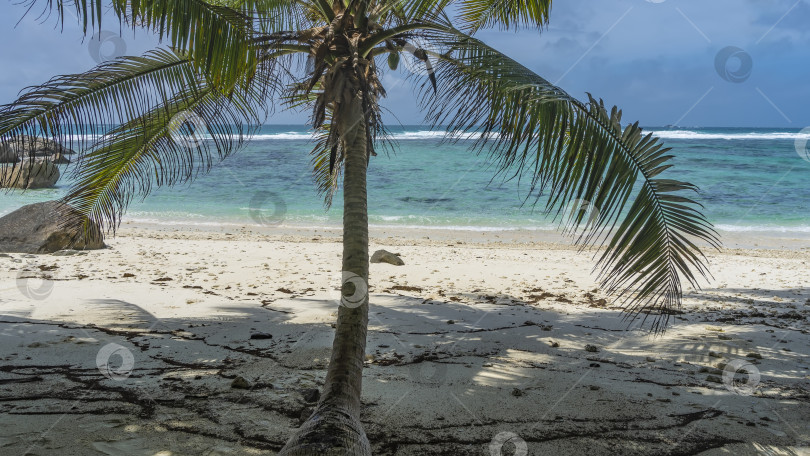 Скачать Пальма склоняется над уединенным тропическим пляжем. фотосток Ozero