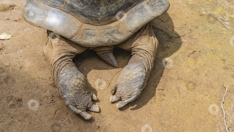 Скачать Гигантская черепаха Aldabrachelys gigantea. Крупный план. фотосток Ozero