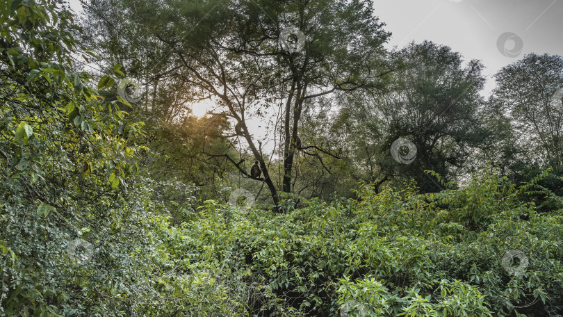 Скачать Непроходимые заросли джунглей. фотосток Ozero