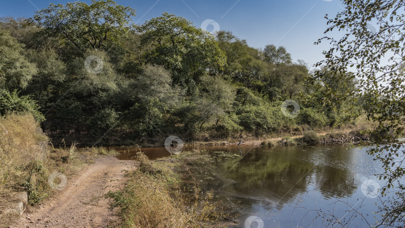 Скачать Грунтовая дорога для сафари проходит вдоль берега озера в джунглях. фотосток Ozero