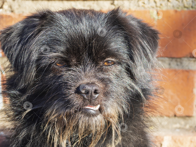 Скачать Портрет домашней деревенской собаки. Симпатичный черный пушистый смешанный бюстгальтер фотосток Ozero