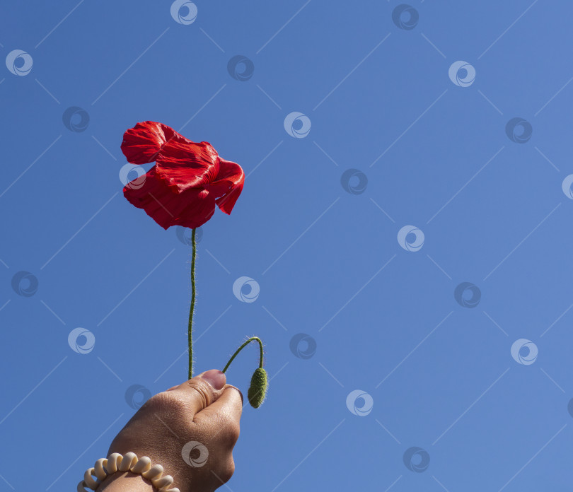 Скачать Красный цветок мака, зажатый в кулаке девушки, трепещет в воздухе. фотосток Ozero