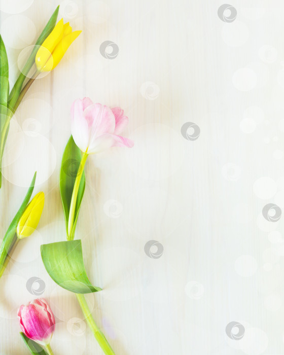 Скачать Разноцветные тюльпаны на белом деревянном фоне фотосток Ozero
