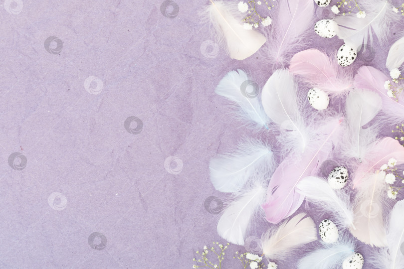 Скачать Перья, яйца и белые цветы гипсофилы на фиолетовом фоне фотосток Ozero