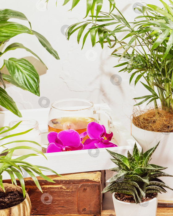 Скачать Комнатные растения в горшках, травяной чай, ароматическая свеча и орхидеи фотосток Ozero