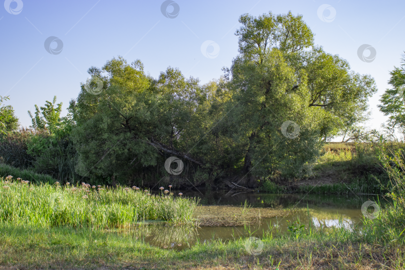 Скачать Дерево склонилось к воде пейзаж фотосток Ozero