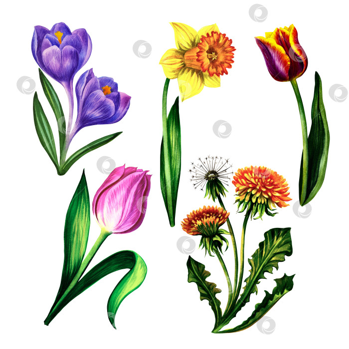 Скачать Набор весенних цветов тюльпаны нарциссы одуванчики крокусы. Изолировать на белом фоне. Акварельная иллюстрация. фотосток Ozero