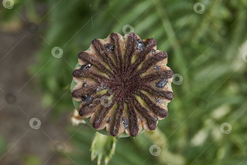 Скачать В саду отцвел декоративный мак (лат. Papaver). фотосток Ozero