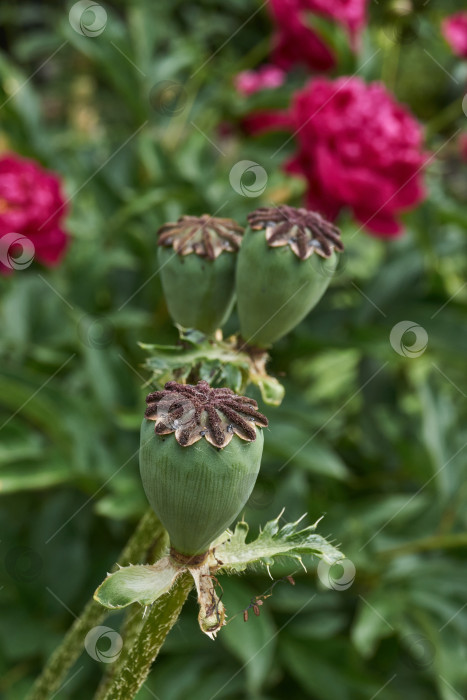 Скачать В саду отцвел декоративный мак (лат. Papaver). фотосток Ozero