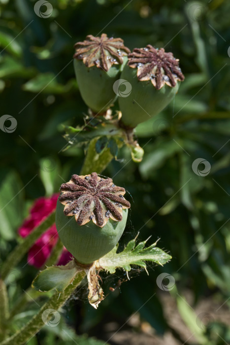 Скачать В саду отцвел декоративный мак (лат. Papaver). фотосток Ozero