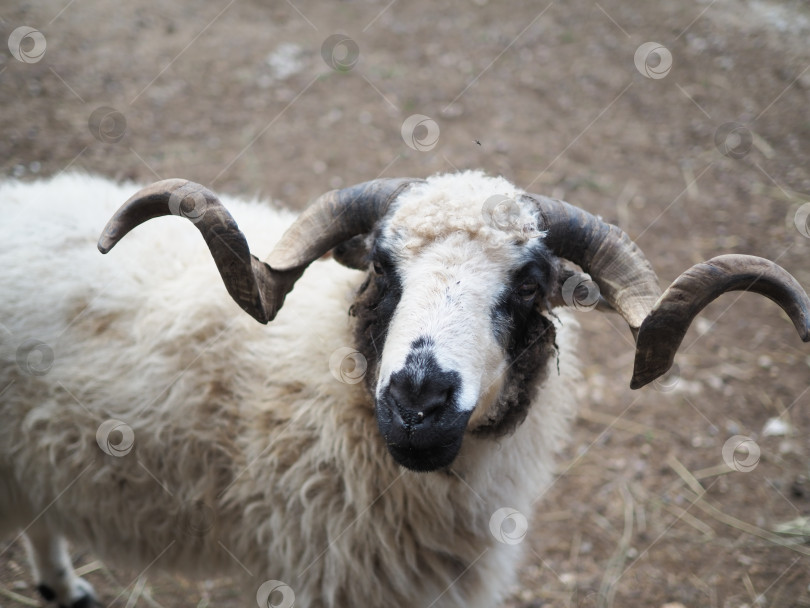 Овца с рогами - фото онлайн на витамин-п-байкальский.рф