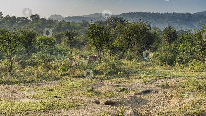 Скачать Семейство пятнистых оленей аксиса пасется на поляне фотосток Ozero