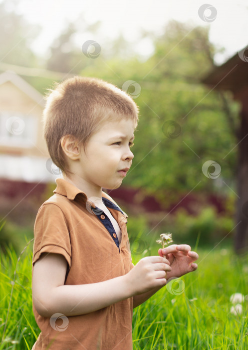 Скачать Мальчик 5 лет держит одуванчик летом на улице в деревне в солнечный день, отводя взгляд от камеры фотосток Ozero