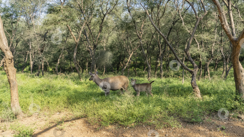 Скачать Мать и детеныш индийского оленя sambar Rusa unicolor пасутся на пастбище фотосток Ozero