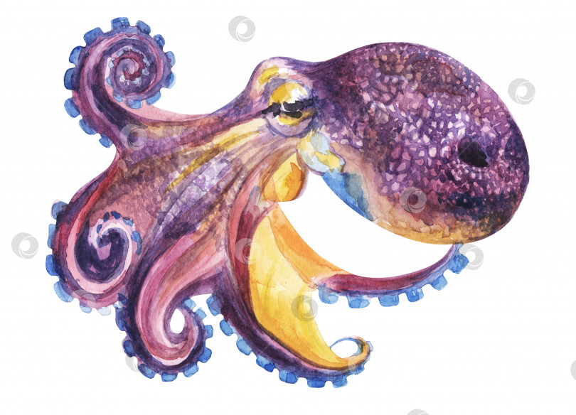Скачать Блу? и пурпурно-фиолетово-желтое красивое подводное существо- осьминог со щупальцами фотосток Ozero