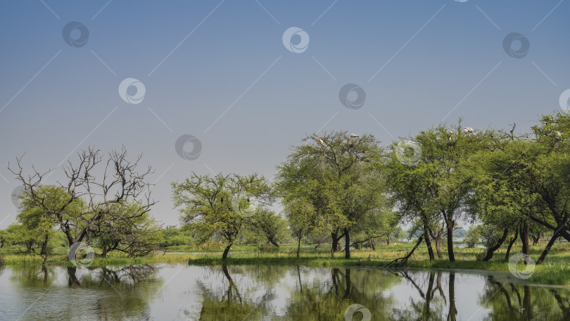 Скачать На берегу озера растут раскидистые деревья и зеленая трава. фотосток Ozero