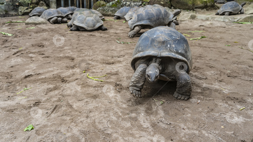 Скачать Гигантские черепахи Aldabrachelys gigantea прогуливаются по песчаной почве загона. фотосток Ozero