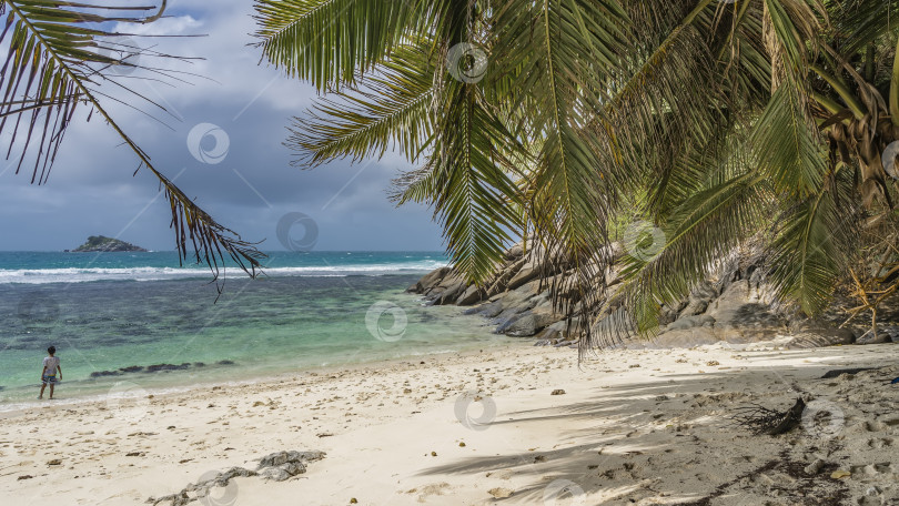 Скачать Пальмовые листья нависают над пляжем. фотосток Ozero