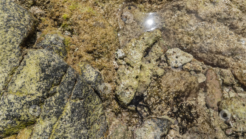 Скачать Во время отлива сквозь прозрачную воду видно морское дно. фотосток Ozero