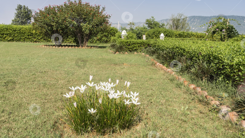 Скачать На зеленой лужайке растут белые цветы зефирантес. фотосток Ozero