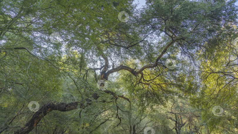Скачать Зеленая листва деревьев на фоне голубого неба. фотосток Ozero
