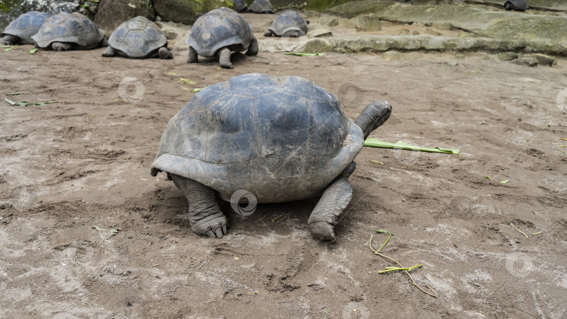 Скачать Гигантские черепахи Aldabrachelys gigantea прогуливаются в загоне. фотосток Ozero