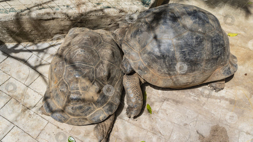 Скачать Две гигантские черепахи Aldabrachelys gigantea спят на тропинке, прижавшись друг к другу. фотосток Ozero