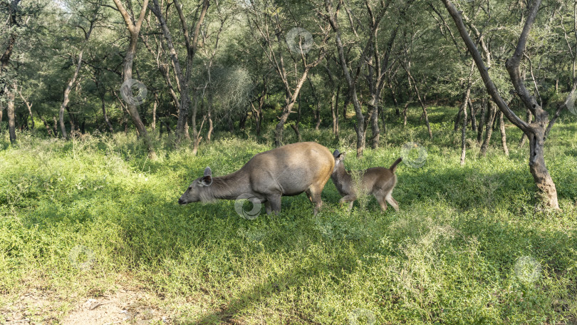 Скачать Самка индийского оленя sambar Rusa unicolor и детеныш спокойно пасутся фотосток Ozero