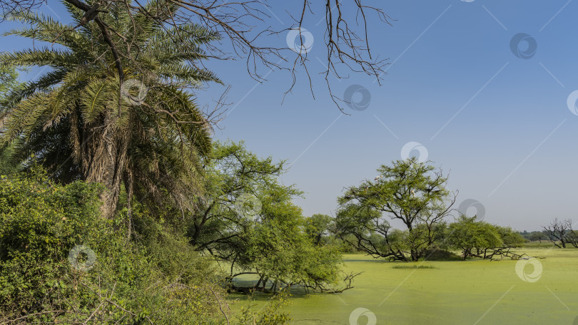 Скачать Озеро в болотистой местности полностью покрыто зеленой ряской. фотосток Ozero