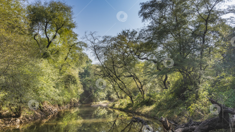 Скачать Спокойная река в джунглях. фотосток Ozero