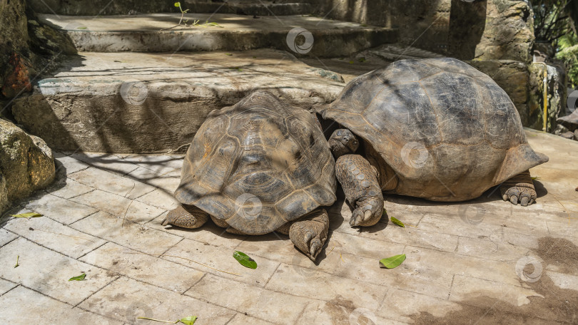 Скачать Две гигантские черепахи Aldabrachelys gigantea мирно спят на лестнице фотосток Ozero