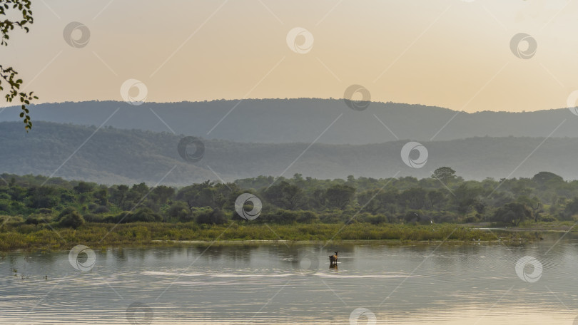 Скачать Вечер в джунглях. фотосток Ozero