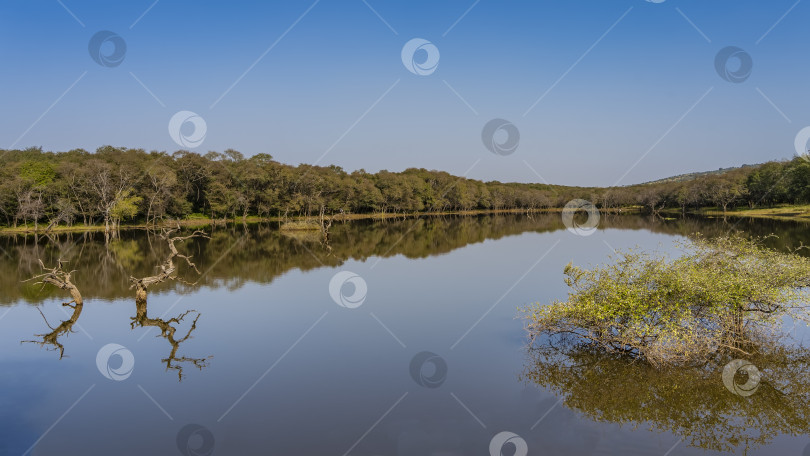 Скачать Спокойное озеро в джунглях окружено густыми зарослями деревьев. фотосток Ozero