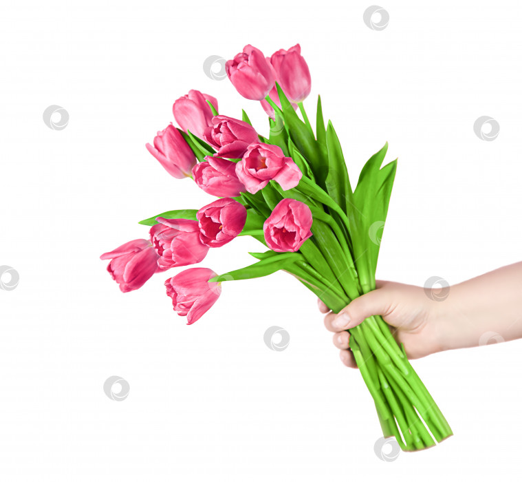 Скачать Розовые тюльпаны с цветами в руках на изолированном белом фоне фотосток Ozero