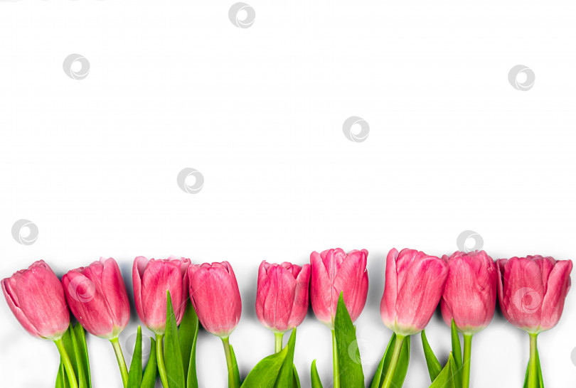Скачать Розовые тюльпаны цветут на белом фоне. Концепция - поздравления с международным женским днем, днем рождения, с днем мамы, приятный сюрприз, весна, весенние цветы фотосток Ozero