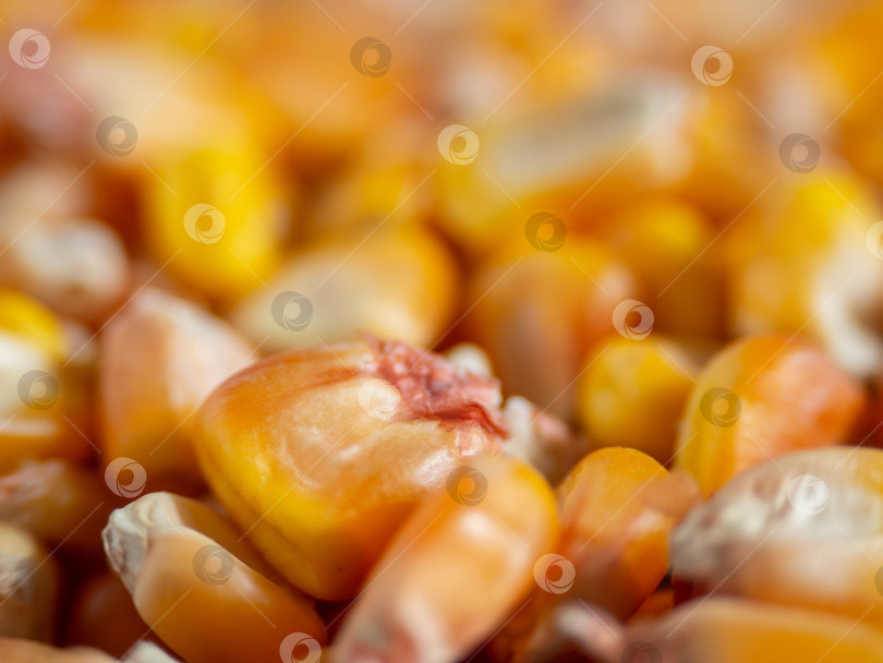 Скачать Несфокусированные золотистые зерна кукурузы - естественный абстрактный фон фотосток Ozero