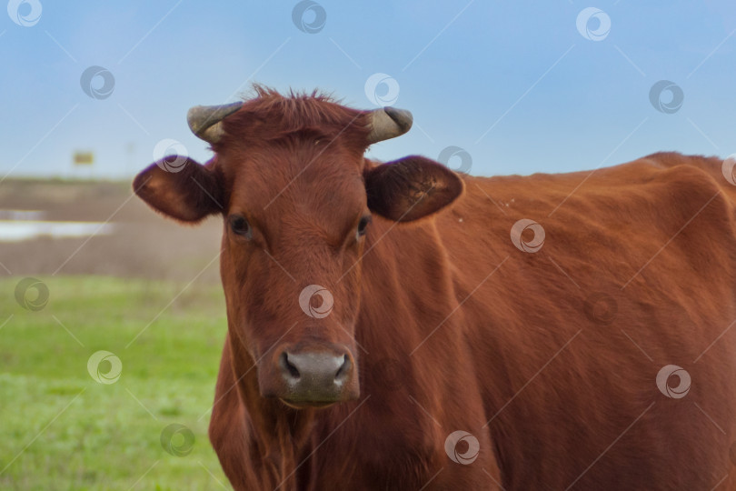 Скачать Красно-коричневая корова. Портрет коровы на свободном выгуле на весеннем лугу. фотосток Ozero