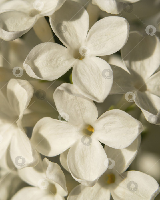Скачать Макро-белые цветы, цветочный текстурированный фон. Белая сирень фло фотосток Ozero