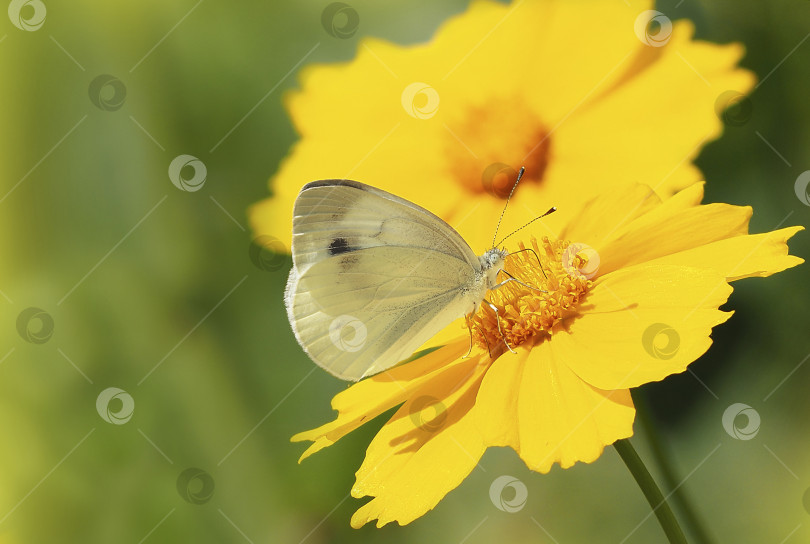 Скачать Белая бабочка на желтом цветке крупным планом. Макро-крупный план рн фотосток Ozero