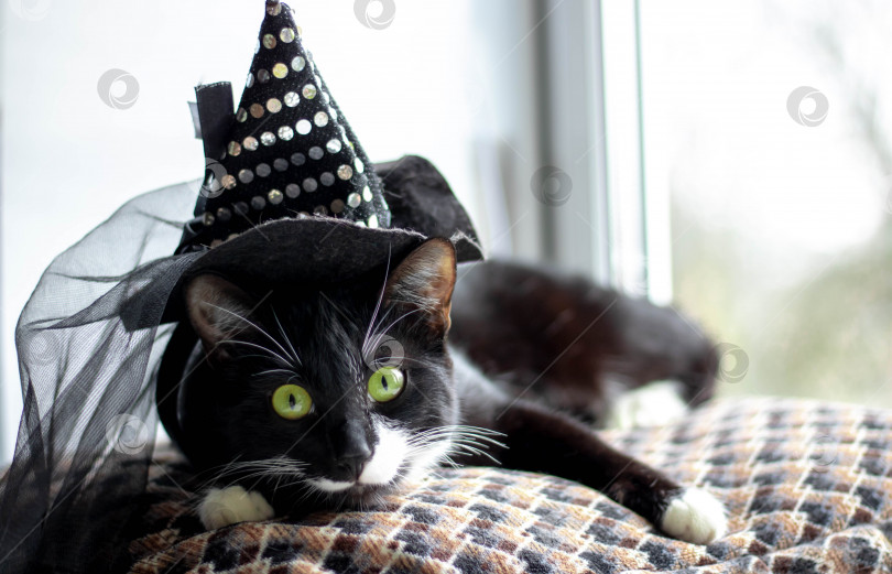 Скачать Черная кошка в шляпе ведьмы на Хэллоуин. изолированный на белом фоне фотосток Ozero