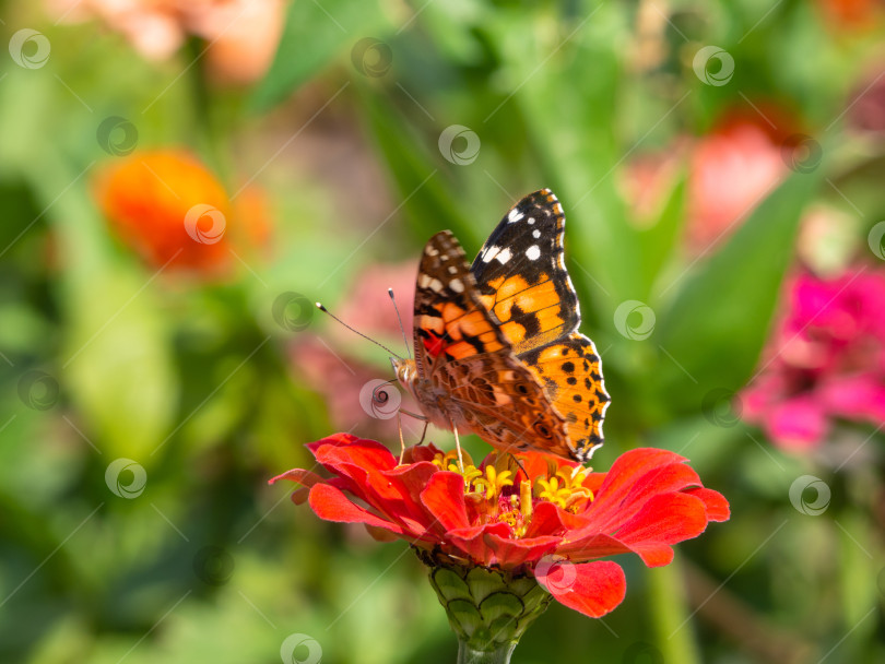 Скачать Бабочка на красном цветке циннии на зеленом фоне в голубом цвете фотосток Ozero