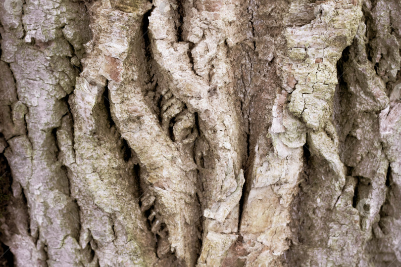 Скачать Фоновый рисунок текстуры старого дерева. абстрактный фотосток Ozero