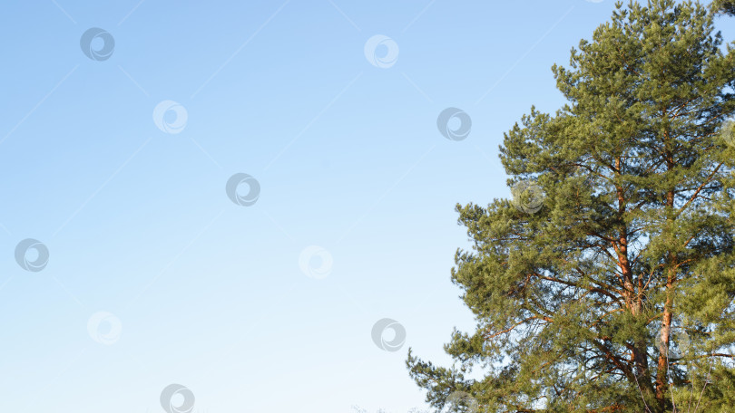 Скачать Часть сосны в солнечный день на фоне светло-голубого неба, скопируйте пространство. фотосток Ozero