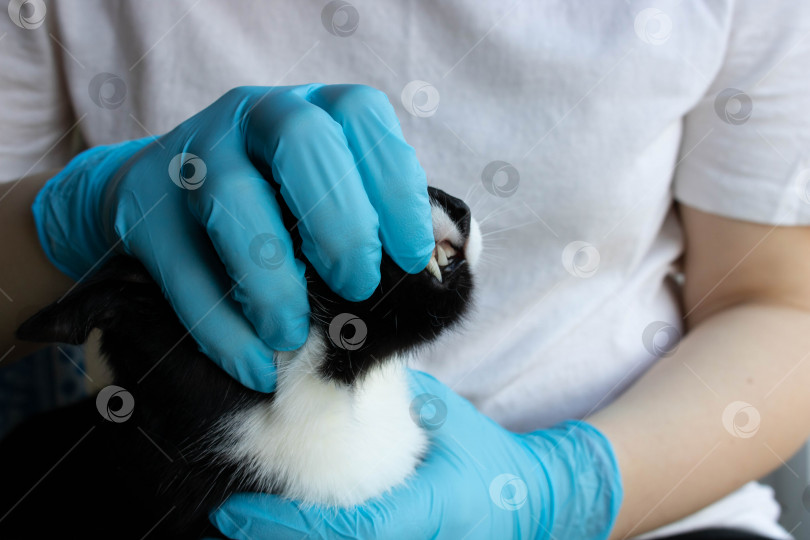Скачать Ветеринар осматривает зубы черной кошки в клинике фотосток Ozero